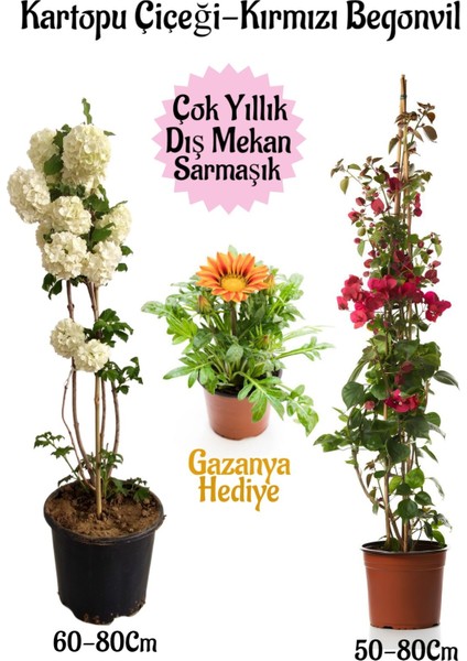 Kartopu Çiçeği 1 Adet +Kırmızı Begonvil 1 Adet+ Sarı Gazanya Hediyeli Saksılı Bahçe Seti
