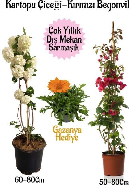 Kartopu Çiçeği 1 Adet +Kırmızı Begonvil 1 Adet+Turuncu Gazanya Hediyeli Saksılı Bahçe Seti