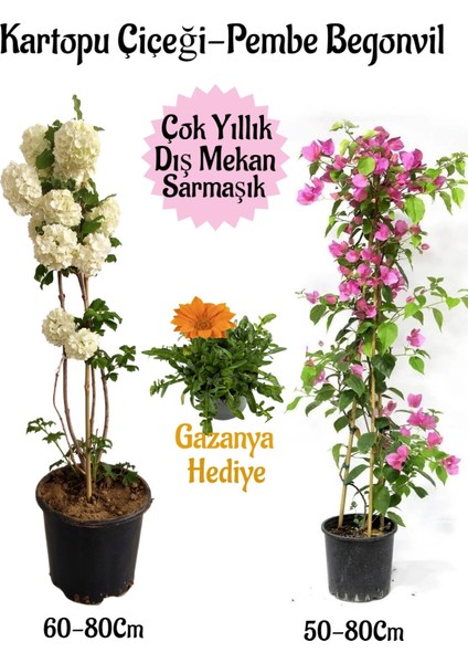 Kartopu Çiçeği 1 Adet +Pembe Begonvil 1 Adet+Turuncu Gazanya Hediyeli Saksılı Bahçe Seti