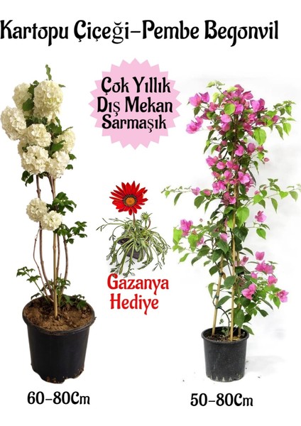 Kartopu Çiçeği 1 Adet +Pembe Begonvil 1 Adet+ Kırmızı Gazanya Hediyeli Saksılı Bahçe Seti