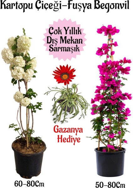 Kartopu Çiçeği 1 Adet +Fuşya Begonvil 1 Adet+ Kırmızı Gazanya Hediyeli Saksılı Bahçe Seti