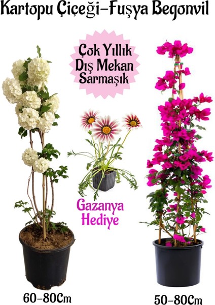 Kartopu Çiçeği 1 Adet +Fuşya Begonvil 1 Adet+ Pembe Gazanya Hediyeli Saksılı Bahçe Seti