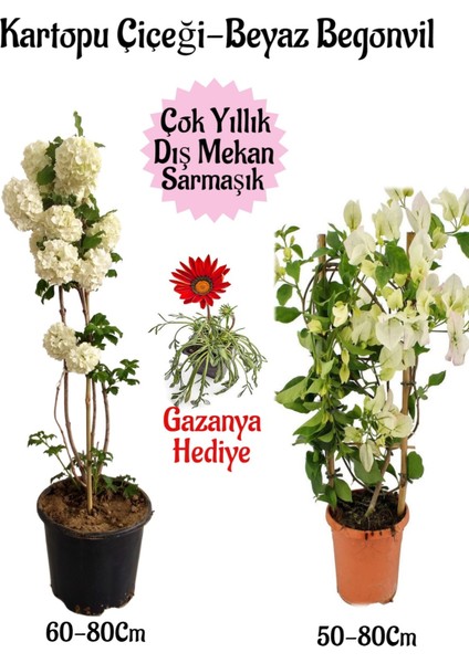 Kartopu Çiçeği 1 Adet +Beyaz Begonvil 1 Adet+Kırmızı Gazanya Hediye Saksılı Bahçe Seti