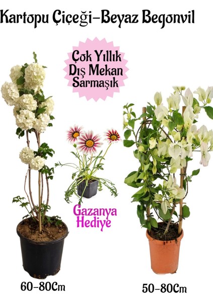 Kartopu Çiçeği 1 Adet +Beyaz Begonvil 1 Adet+Pembe Gazanya Hediye Saksılı Bahçe Seti