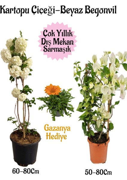 Serada Decor Plant Kartopu Çiçeği 1 Adet +Beyaz Begonvil 1 Adet+Turuncu Gazanya Hediye Saksılı Bahçe Seti