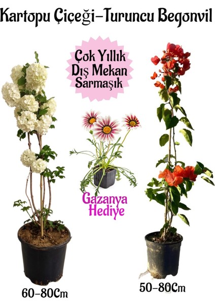 Kartopu Çiçeği 1 Adet +Turuncu Begonvil 1 Adet+Pembe Gazanya Hediye Saksılı Bahçe Seti
