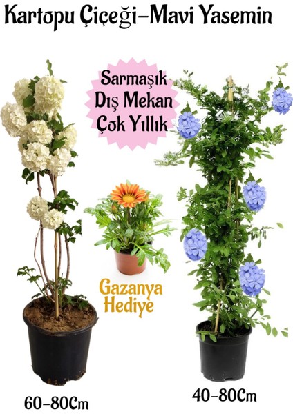 Kartopu Çiçeği 1 Adet +Mavi Yasemin1 Adet+Sarı Gazanya Hediye Saksılı Bahçe Seti