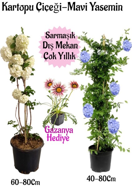 Kartopu Çiçeği 1 Adet +Mavi Yasemin1 Adet+Pembe Gazanya Hediye Saksılı Bahçe Seti