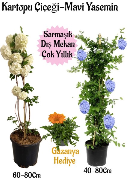 Kartopu Çiçeği 1 Adet +Mavi Yasemin1 Adet+Turuncu Gazanya Hediye Saksılı Bahçe Seti