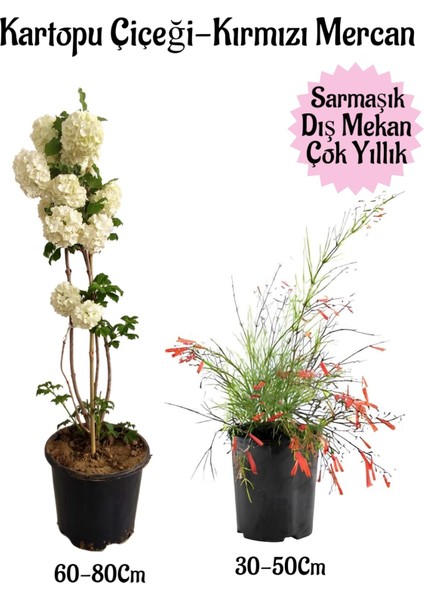 Kartopu Çiçeği 1 Adet +Kırmızı Mercan 1 Adet Saksılı Bahçe Peyzaj Seti