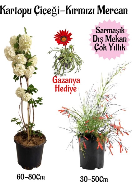 Kartopu Çiçeği 1 Adet +Kırmızı Mercan 1 Adet+Kırmızı Gazanya Hediye Saksılı Bahçe Seti