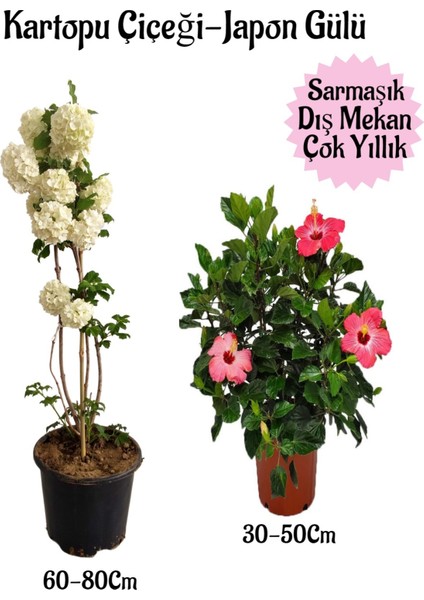 Kartopu Çiçeği 1 Adet +Pembe Japon Gülü 1 Adet Saksılı Bahçe Seti