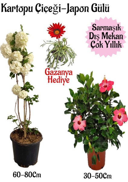 Kartopu Çiçeği 1 Adet +Pembe Japon Gülü 1 Adet+Kırmızı Gazanya Hediye Saksılı Bahçe Seti