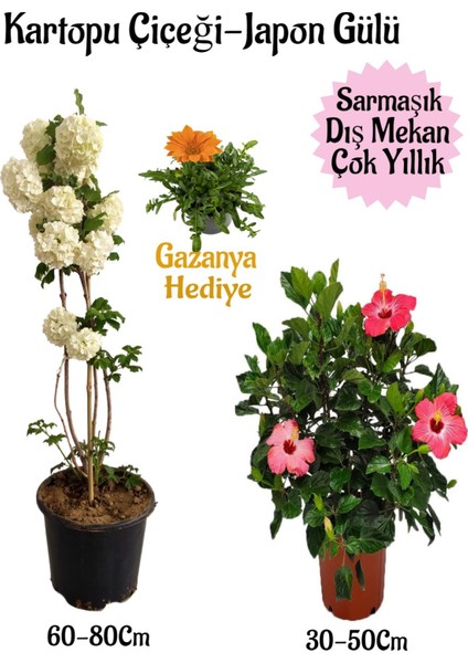 Kartopu Çiçeği 1 Adet +Pembe Japon Gülü 1 Adet+Turuncu Gazanya Hediye Saksılı Bahçe Seti