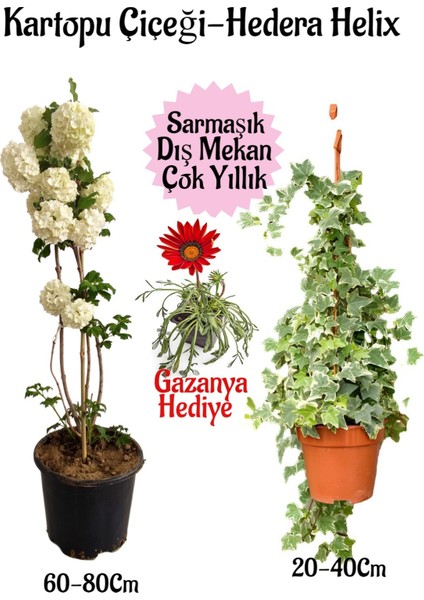 Kartopu Çiçeği 1 Adet +Hedera Helix 1 Adet+Sarı Gazanya Hediye Saksılı Bahçe Seti