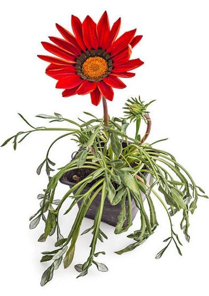 Kartopu Çiçeği 1 Adet +Hedera Helix 1 Adet+Sarı Gazanya Hediye Saksılı Bahçe Seti fırsatları