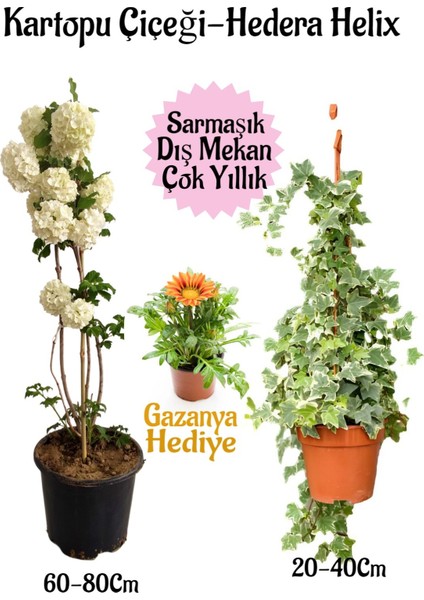 Kartopu Çiçeği 1 Adet +Hedera Helix 1 Adet+Kırmızı Gazanya Hediye Saksılı Bahçe Seti