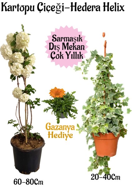 Kartopu Çiçeği 1 Adet +Hedera Helix 1 Adet+Turuncu Gazanya Hediye Saksılı Bahçe Seti