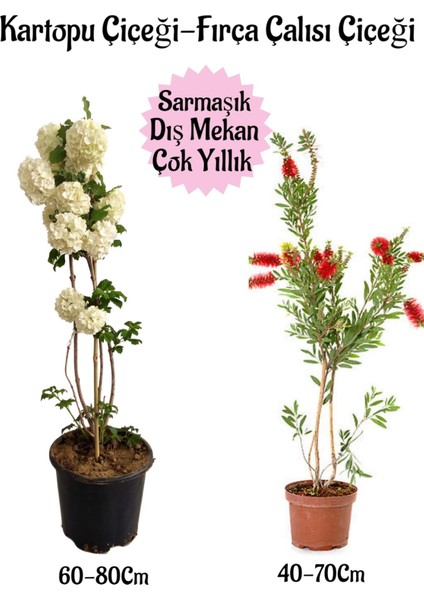 Kartopu Çiçeği 1 Adet +Fırça Çalısı 1 Adet Saksılı Bahçe Peyzaj Seti