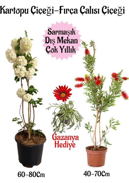 Kartopu Çiçeği 1 Adet +Fırça Çalısı 1 Adet+Kırmızı Gazanya Hediye Saksılı Bahçe Seti