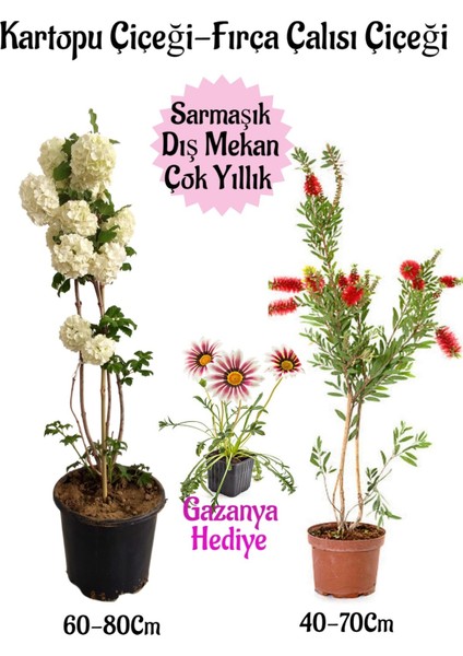 Kartopu Çiçeği 1 Adet +Fırça Çalısı 1 Adet+Pembe Gazanya Hediye Saksılı Bahçe Seti