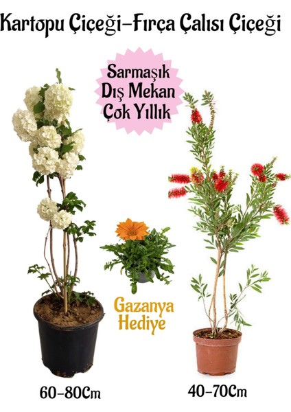 Kartopu Çiçeği 1 Adet +Fırça Çalısı 1 Adet+Turuncu Gazanya Hediye Saksılı Bahçe Seti