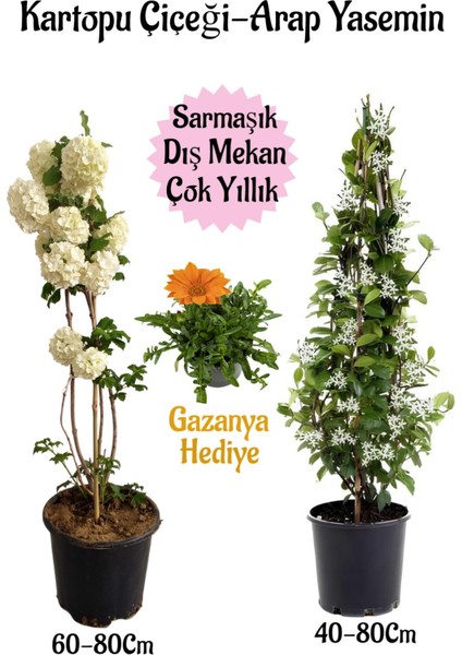 Kartopu Çiçeği 1 Adet +Arap Yasemini 1 Adet+Turuncu Gazanya Hediye Saksılı Bahçe Seti