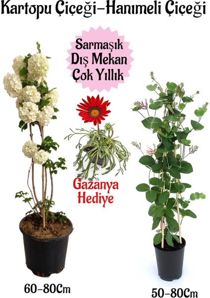 Kartopu Çiçeği 1 Adet +Hanımeli Çiçeği 1 Adet+Pembe Gazanya Hediye Saksılı Bahçe Seti