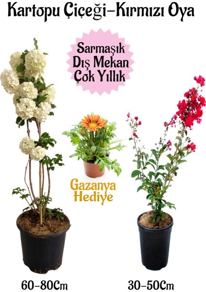 Kartopu Çiçeği 1 Adet +Kırmızı Oya Ağacı 1ADET+SARI Gazanya Hediyeli Saksılı Bahçe Seti