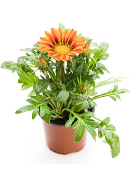 Kartopu Çiçeği 1 Adet +Kırmızı Oya Ağacı 1ADET+SARI Gazanya Hediyeli Saksılı Bahçe Seti fırsatları