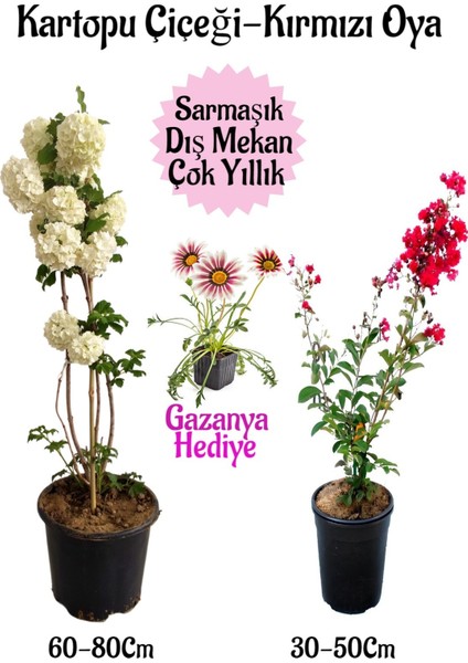 Kartopu Çiçeği 1 Adet +Kırmızı Oya Ağacı 1ADET+PEMBE Gazanya Hediyeli Saksılı Bahçe Seti