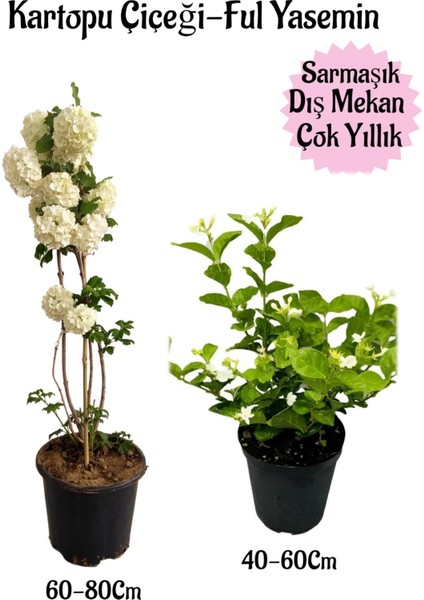 Kartopu Çiçeği 1 Adet +Kokulu Ful Yasemin 1ADET Saksılı Bahçe Peyzaj Seti