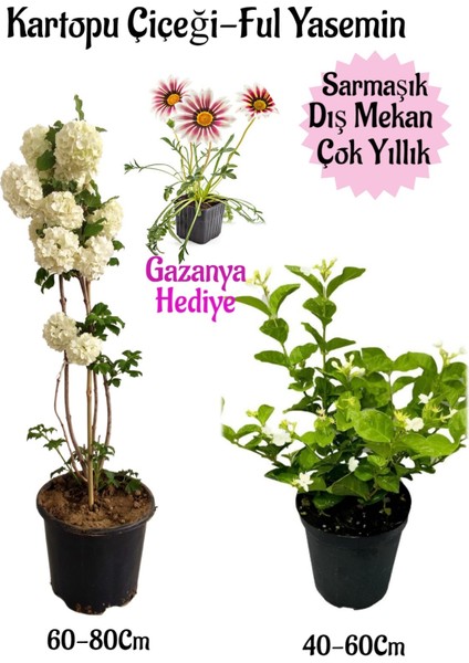 Kartopu Çiçeği 1 Adet+Kokulu Ful YASEMIN1ADET+PEMBE Gazanya Hediyeli Saksılı Bahçe Seti