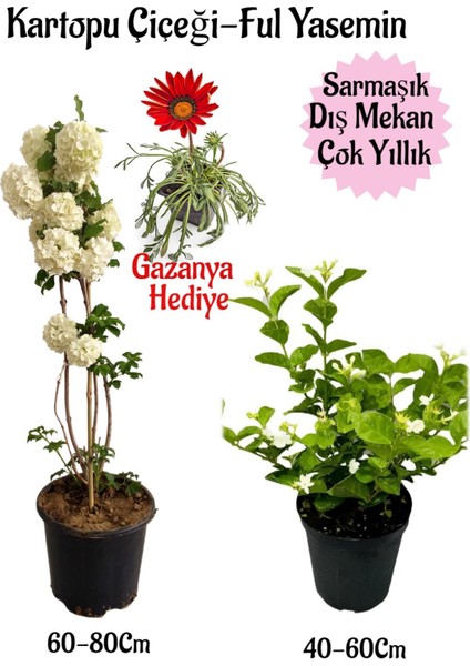 Kartopu Çiçeği 1 Adet+Kokulu Ful YASEMIN1ADET+KIRMIZI Gazanya Hediyeli Saksılı Bahçe Seti