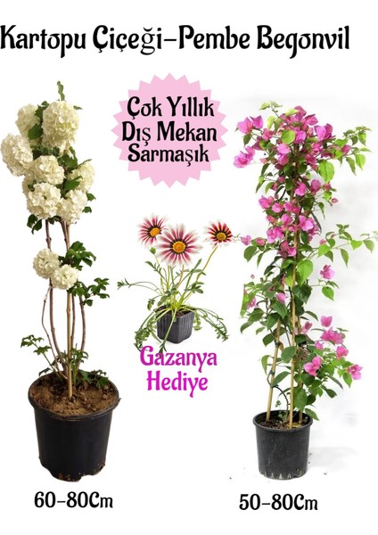 Kartopu Çiçeği 1 Adet +Pembe Begonvil 1 Adet+ Pembe Gazanya Hediyeli Saksılı Bahçe Seti