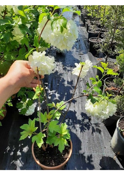 Kartopu Çiçeği 1 Adet +Fuşya Begonvil 1 Adet Saksılı Bahçe Peyzaj Seti