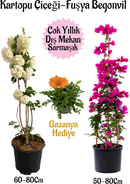 Kartopu Çiçeği 1 Adet +Fuşya Begonvil 1 Adet+ Turuncu Gazanya Hediyeli Saksılı Bahçe Seti