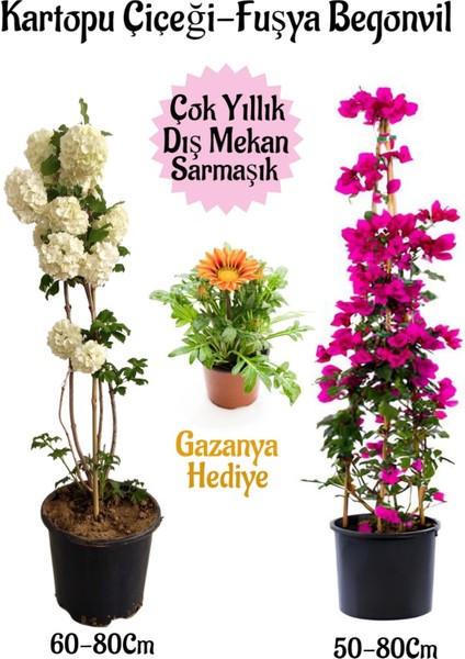 Kartopu Çiçeği 1 Adet +Fuşya Begonvil 1 Adet+ Sarı Gazanya Hediyeli Saksılı Bahçe Seti