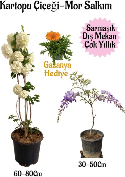 Kartopu Çiçeği 1 Adet+Mor Salkım 1 Adet+Kırmızı Gazanya Hediyeli Saksılı Bahçe Seti
