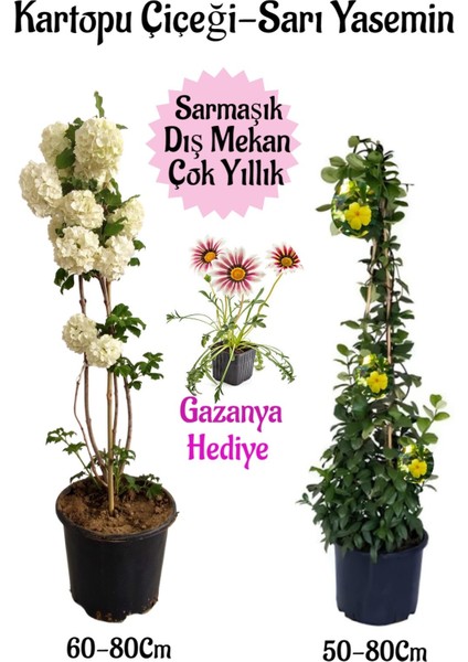 Kartopu Çiçeği 1 Adet+Sarı Yasemin 1 Adet+Pembe Gazanya Hediyeli Saksılı Bahçe Seti