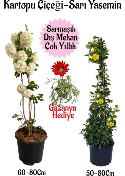 Kartopu Çiçeği 1 Adet+Sarı Yasemin 1 Adet+Kırmızı Gazanya Hediyeli Saksılı Bahçe Seti