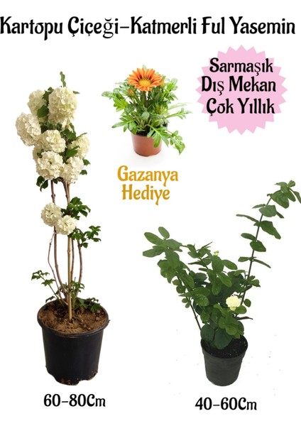 Kartopu Çiçeği 1 Adet+Katmerli Ful Yasemin1 Adet+Turuncu Gazanya Hediyeli Saksılı Bahçe Seti