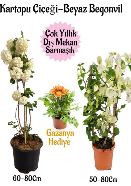 Kartopu Çiçeği 1 Adet +Beyaz Begonvil 1 Adet+Sarı Gazanya Hediye Saksılı Bahçe Seti