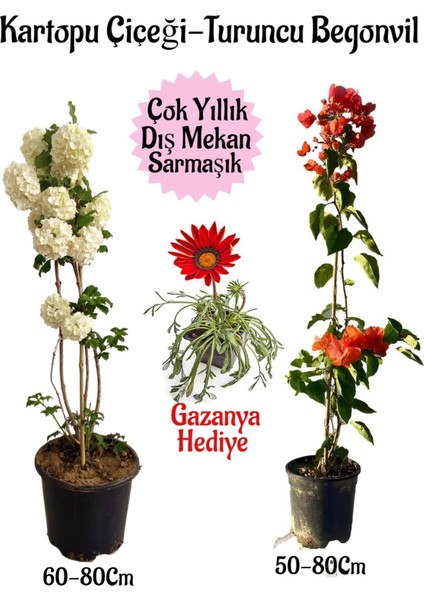 Kartopu Çiçeği 1 Adet +Turuncu Begonvil 1 Adet+Kırmızı Gazanya Hediye Saksılı Bahçe Seti
