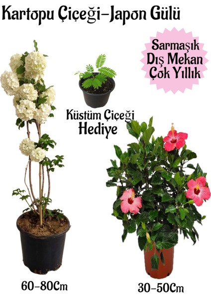 Kartopu Çiçeği 1 Adet +Pembe Japon Gülü 1 Adet+Küstüm Çiçeği Hediye Saksılı Bahçe Seti