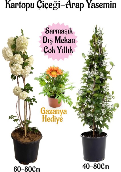 Kartopu Çiçeği 1 Adet +Arap Yasemini 1 Adet+Sarı Gazanya Hediye Saksılı Bahçe Seti