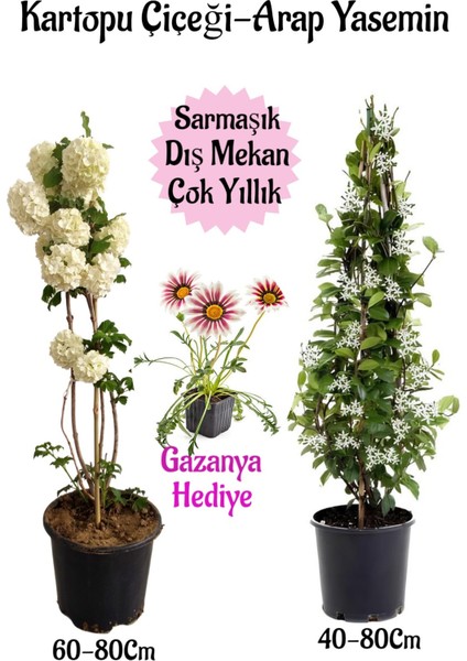 Kartopu Çiçeği 1 Adet +Arap Yasemini 1 Adet+Pembe Gazanya Hediye Saksılı Bahçe Seti