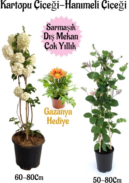 Kartopu Çiçeği 1 Adet +Hanımeli Çiçeği 1 Adet+Sarı Gazanya Hediye Saksılı Bahçe Seti