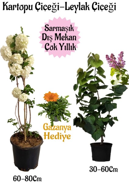 Kartopu Çiçeği 1 Adet +Kokulu Leylak1 Adet+Turuncu Gazanya Hediye Saksılı Bahçe Seti