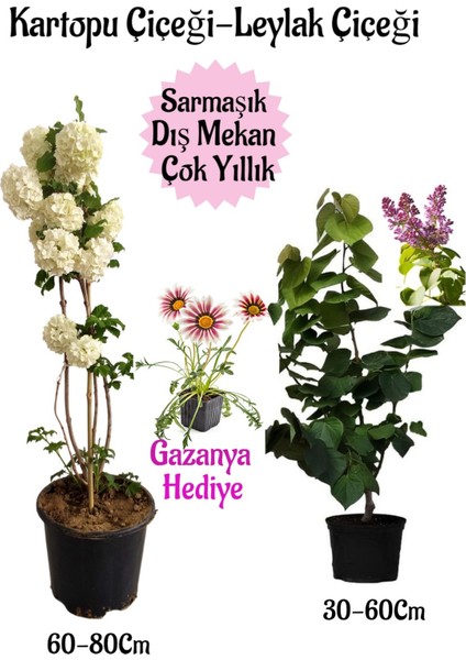 Kartopu Çiçeği 1 Adet +Kokulu Leylak1 Adet+Kırmızı Gazanya Hediye Saksılı Bahçe Seti